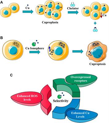 Selective Targeting of Cancer Cells by Copper Ionophores: An Overview